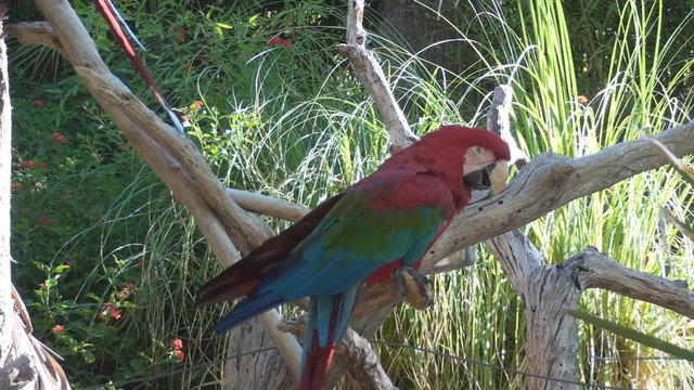 Scarlet Macaw on a tree branch