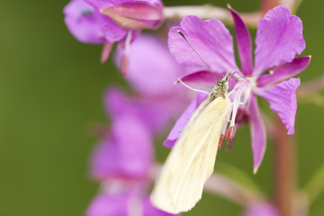 Butterfly on pink plant