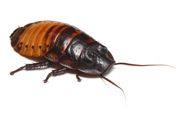 Madagascar hissing Cockroach (Gromphadorhina portentosa)