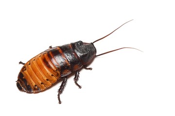 Madagascar hissing Cockroach (Gromphadorhina portentosa)
