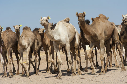 Dromedary camels at an African market