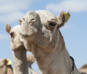 Dromedary camels at an African market