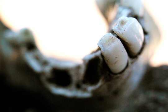 mascella di cinghiale con soli due incisivi