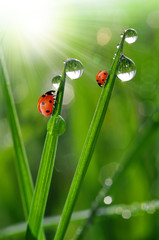 fresh morning dew and ladybird