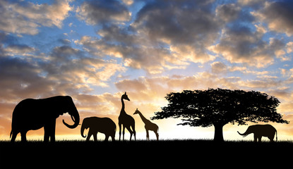 Silhouette elephants with giraffes in the sunset