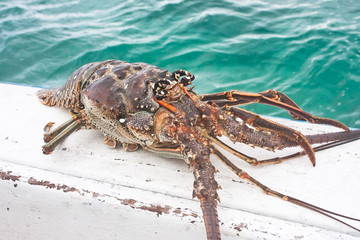 Lobster caught in the sea. Cuba