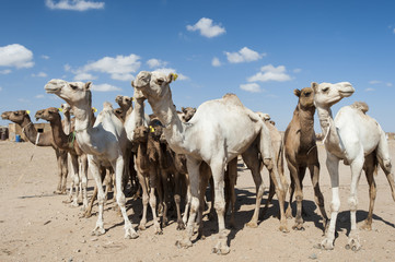 Dromedary camels at an African market