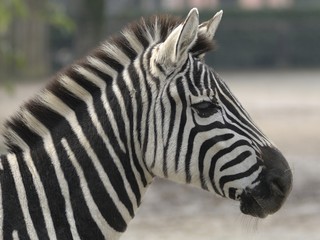 Obraz na płótnie Canvas Zebra di grant