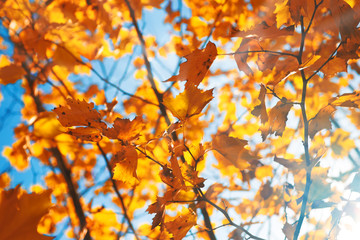 Autumn leaves against blue sky