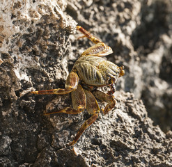 Red Sea swimming crab on rocks