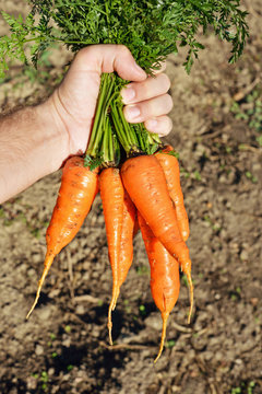 Carrot in hands