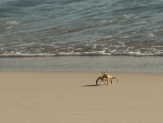 Red Sea ghost crab on the beach