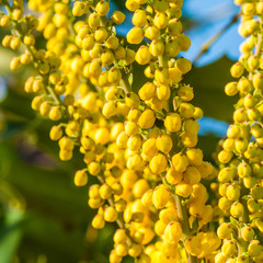 Mahonia Close-up