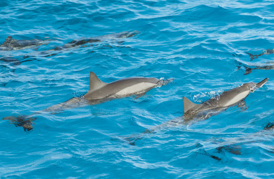 Spinner dolphins surfacing in a lagoon
