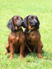 Two Bavarian Mountain Scenthound dogs in the garden