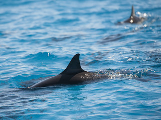 Spinner dolphins surfacing in a lagoon