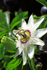 Passiflora (passion flower)