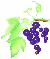 vector black currant