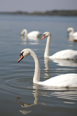 Fototapeta premium swans