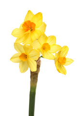 Daffodil flower head