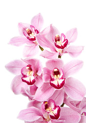 Naklejka na ściany i meble różowe kwiaty orchidei wyizolowanych