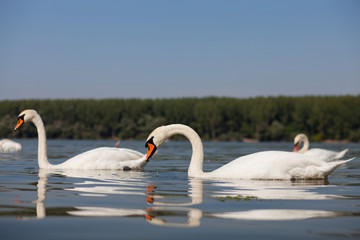 swans
