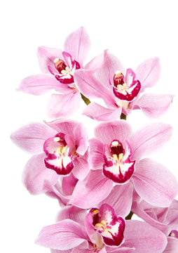 Fototapeta pink orchid flowers isolated