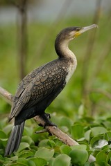 Cormorano