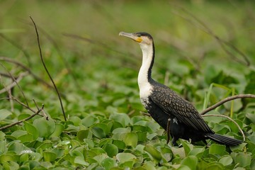 Cormorano