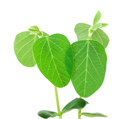 Soy plant