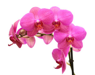 Fototapeta na wymiar violet orchid flower isolated on white background
