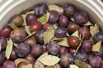 Prepared for pickling plums