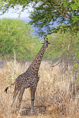 Wild Giraffe