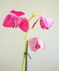 orchidée fanée