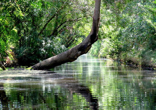 Fonte ciane