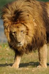 Leoni in accoppiamento