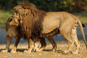 Naklejka premium Leoni in accoppiamento