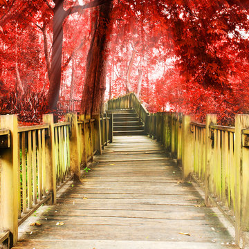 Fototapeta Schody do dżungli, park narodowy, Chiang mai, Tajlandia