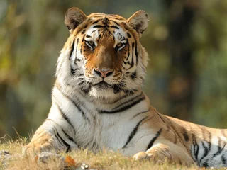 Photo sur Aluminium Tigre tigre de Sibérie