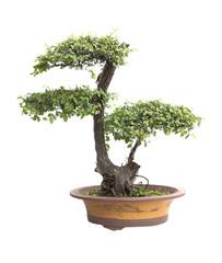 Chinese gardening, elm on a white background