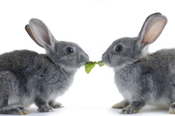 Couple rabbit eating vegetable leaf