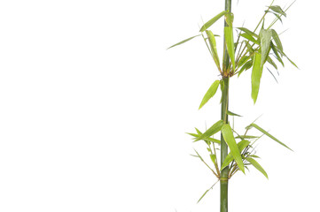 Bamboo Stem with leaves border