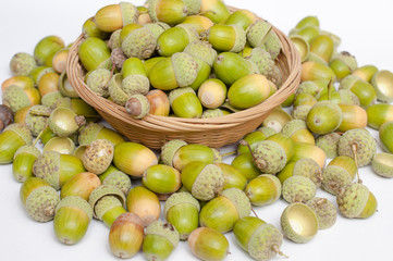 Haycorns