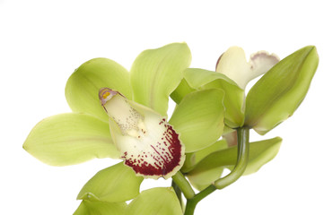 green orchid