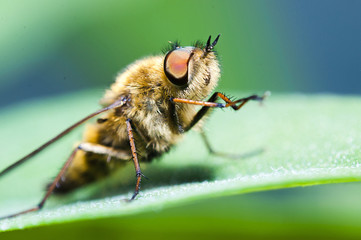 Macro of a bug