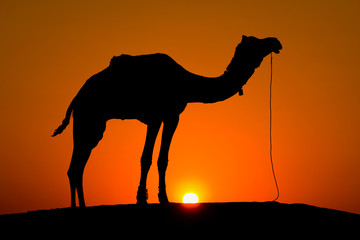 Silhouette camel at sunset in the desert, India