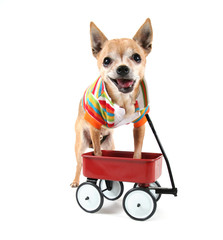 a chihuahua with a tiny wagon