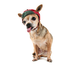 a chihuahua with a hat on