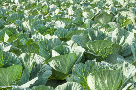 Cabbage ready to harvest