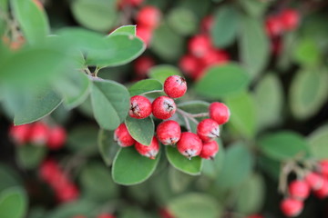 Ripe hawthorn in autumn